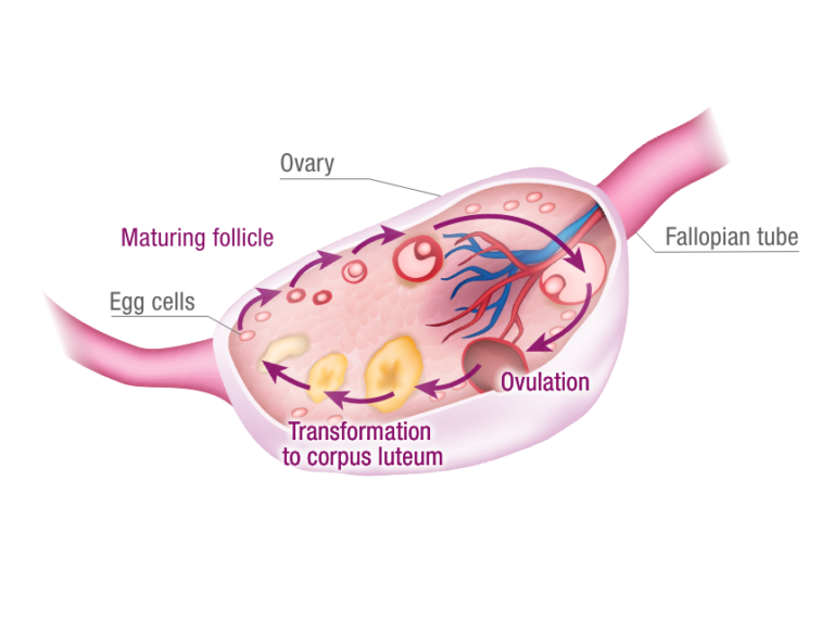 Develop the uterine lining FORTELLE+OMEGA3